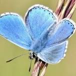 Minibeast Safari in the Folkestone Warren