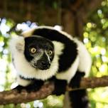 Learn about Lemurs with Big Cat Habitat