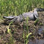 Jean Lafitte Swamp and Bayou Tour