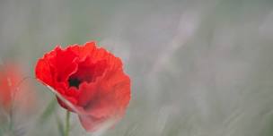 Anzac Day Service - Wairau Valley