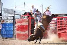 Rodeo Bulls & Barrels Show