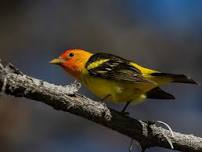 Beginning Bird Walk at Lee Metcalf NWR