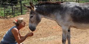 Donkey 201- Donkey Training and Ownership