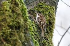 Knee-High Naturalist: Birds