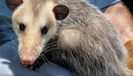 Opossum Breakfast