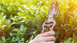 Summer Pruning- When is it Appropriate?