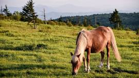 Wild Pony Intro to Backpacking Weekend through Grayson Highlands with Happy Hiking Co.