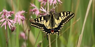 World Swallowtail Day 2024 at Wheatfen