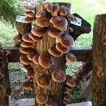 Grown Your Own Shiitake Mushrooms