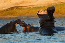 From Kasane: Chobe River Sunset Cruise