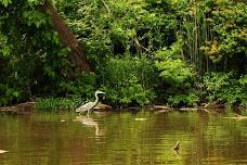 Waterfowl Cruise