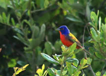 Back Island Birding