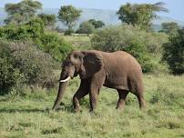 3 Day Short Camping Safari in Serengeti and Ngorongoro Crater