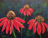 Coneflowers In Bloom