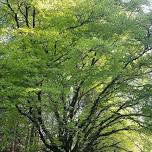 Summer Solstice Forest Bathing at Escot Park