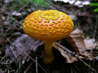 Mushroom Meander for Veterans at Robin Hood Park