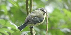 Identifying Birds by Sight and Sound