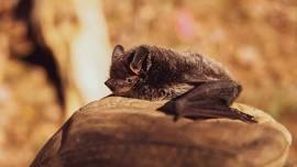 Creatures of the Night: Evening Bat & Wildlife Walk