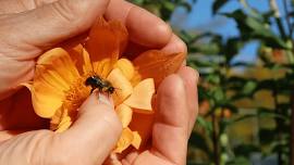 Summer Naturalist Series: What’s the Buzz on Native Bees? at Fields Pond