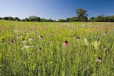 Foraging for Wild Edibles and Medicinals in the Prairies and Black Hills