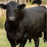 Bull Management in the Beef Herd: Chute Side