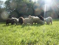 Washington County Fiber Tour — Foster Sheep Farm