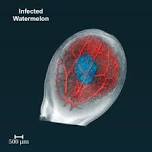 Practical Applications of Synchrotron µCT: Agriculture, Plant and Food Sciences at the BMIT Beamline