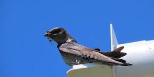 Explore the World of Purple Martin