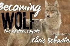 Becoming Wolf: the Eastern Coyote