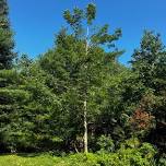 Structural Tree Pruning Demonstration