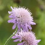 Summer Wildflower Walk