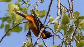 Birding at the Mount