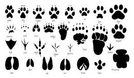 Animal Tracks Activity