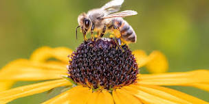 Pollinator Garden Tour for Children