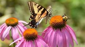 Special Event! Solstice Supper & Pollinators Program — Burroughs Audubon Nature Club