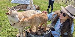 Goat Snuggles