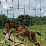 Equine Trail Sports: Golden Book Ponies LLC event  https://www.equinetrailsports.com/event/16884/