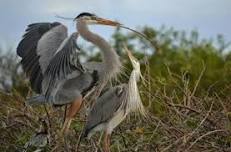 Unplug with Discovery Sessions: Herons at Home, Part 1