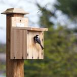 Birdhouse Making Workshop