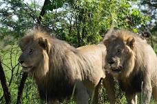 Northern Kafue National Park Tour: Explore Zambia's African Bush and Wild Lions