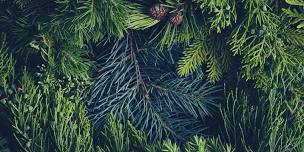 Garden Hotline Presents: The Importance of Evergreens