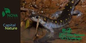 City Nature Challenge  Nocturnal Naturalists at Bull Run Regional  Park,