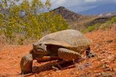 Mojave Reptiles Hike