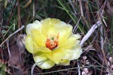 Flora of Chimney Rock Tour