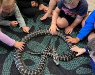 Reptile Display