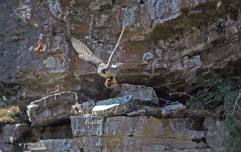 Jay Sumner Presents: The Montana Peregrine Institute