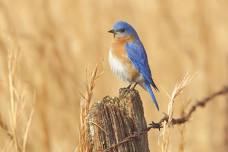 Bird Walk with Lauren at Osage Park