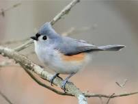 Early Evening Easy Birding: Wilson Farm Park