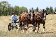 Visit to Merlindale Nature Festival (In Person)