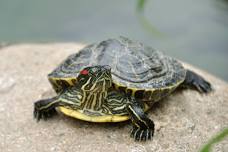 Terrapin Conservation Field Trip